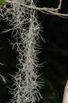 Spanish moss